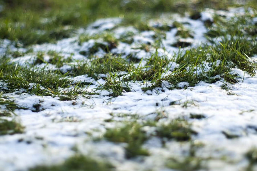 Lawn Care In The Snow