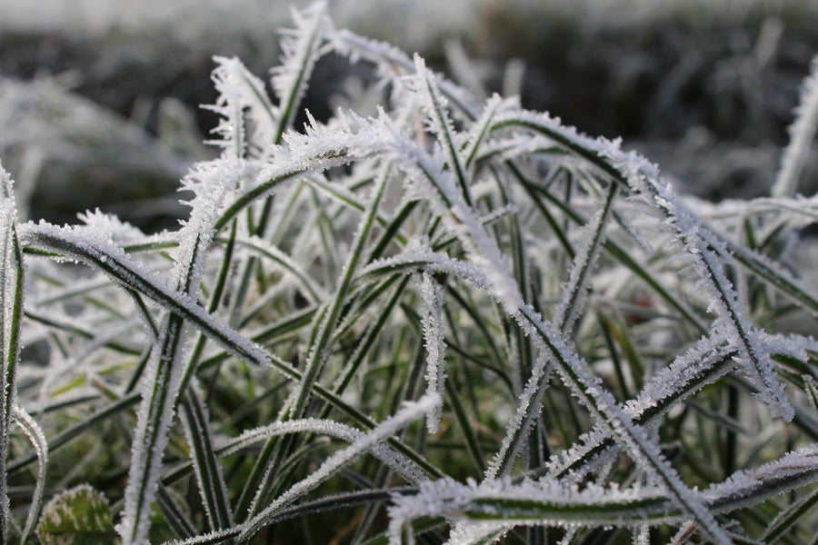 Winter Care For Your Cylinder Mower